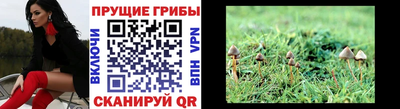 Псилоцибиновые грибы прущие грибы  Кызыл 